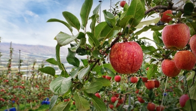 KB인베, ‘사과밭’에 100억 심었다···H&B아시아에 추가 투자 [시그널]