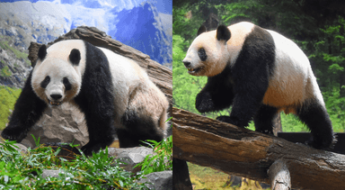 日우에노 쌍둥이판다 내달 中반환···53년 만에 '판다 제로'