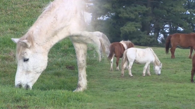 한라산 해발 650m 떠나…제주마의 겨울나기 '채비'