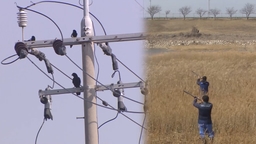 정부, 여객기 참사 1년만에 '조류충돌 위험평가 지침' 마련
