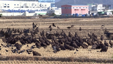 "따뜻한 남쪽으로"…몽골서 온 독수리 손님들