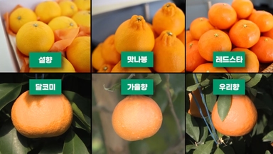 당도 높이고 수확기 앞당긴 '제주 만감류' 확산 주목
