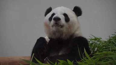 일본 '제로 판다' 현실화…중·일 냉각 속 판다 외교 공백