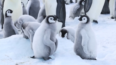황제펭귄 새끼의 비극…"빙산에 막혀 집단 아사"