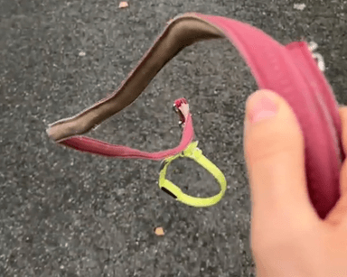 보이지 않는 반려견과 훈련...獨서 '개 없는 개 훈련'이 뜬다, 왜?