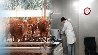 K-푸드 중심 '한우', 프리미엄 전략으로 '우뚝'