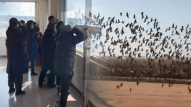 도심 속 장항습지에서 만나는 겨울 철새 군무