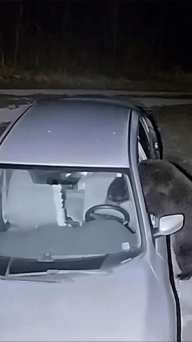 곰이 겨울잠도 안자고 사람 덮친다…온순하던 놈들이 돌변한 이유