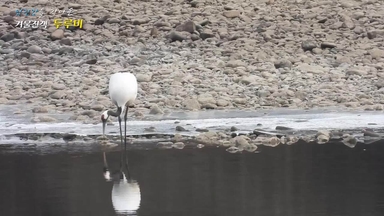 [단독]세계 3000마리 남은 '희귀새', 연천에 20마리 나타났다