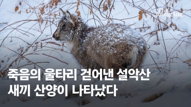 '죽음의 울타리' 걷어낸 설악산…멸종위기 새끼 산양이 나타났다[영상]
