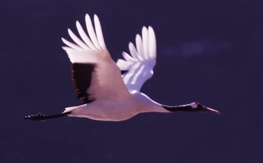 [윤주의 이제는 국가유산] [42] 겨울이 오니 두루미 날아들고