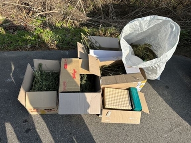 대마 재배하던 산속 비닐하우스…구매자 가장한 경찰에 적발