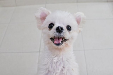 [가족] '곰돌이컷' 미용 실습·번식에 내몰렸던 개 48마리… "평생 가족 찾아요"