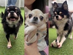 [가족] "20마리 감당 못해"… 보호자가 포기했지만 맑고 밝은 치와와 세 마리