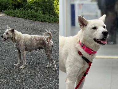 [가족] 쓰레기 뒤지고 고인 물 마시며 강아지들 지켜낸 엄마개 '보름'