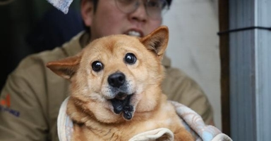 '강아지 공장'서 구조된 턱 없는 개, 정말 해외 입양밖엔 안 될까요?