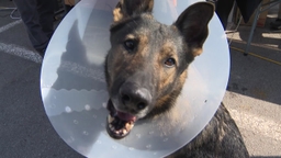 "사람도 경찰견도 이상 무"...APEC 현장 누비는 의료진들