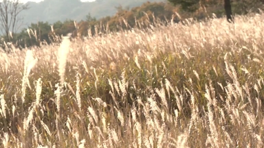 은빛 물결...밀양 사자평 억새밭 가을 정취 '물씬'