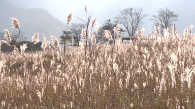 [영상] 일렁이는 은빛 물결...사자평 억새밭서 느끼는 가을 정취