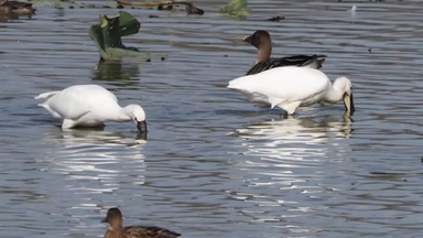 주남저수지 찾은 철새 선발대...예년보다 1주일 빨라