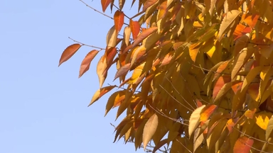 [날씨] 밤사이 기온 뚝, 초겨울 추위...낮에도 종일 쌀쌀