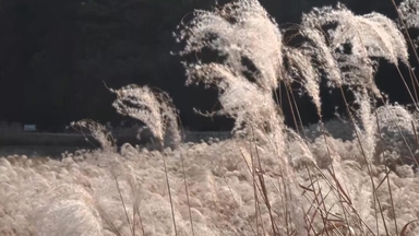 은빛 억새 일렁, 도심 단풍 절정...늦가을 정취 물씬