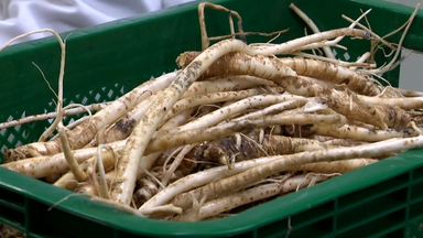 [청년농부] 12년째 오로지 '도라지'...무주 산골 청년 농부