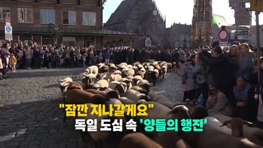 [나우쇼츠] "잠깐 지나갈게요"...독일 도심 속 양들의 행진