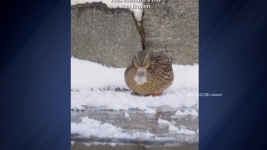 "숨도 못 쉬겠네!"...북유럽 한파에 오리 부리도 '꽁꽁'