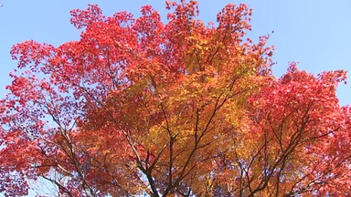 도심은 막바지 단풍...산간은 어느새 한겨울