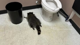 "마트에서 주취 난동 뒤 도주"...범인의 정체는 '라쿤'