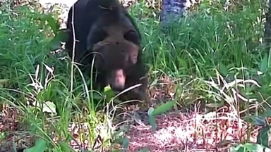 폭설에 곰 습격까지...눈 치우다 '설상가상'