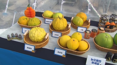 봉은사에서 만나는 제철 감귤...'감귤데이' 10주년