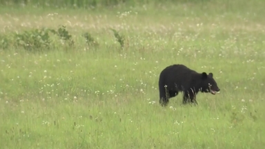 일본 '곰 습격' 사상자 역대 최다...8개월간 230명