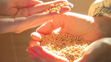 [청년농부] 직접 농사 지은 우리 밀과 쌀로 만드는 건강한 빵