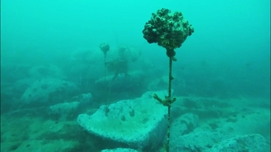 해조류는 없고 잔해만..."관행에 갇힌 바다 숲"