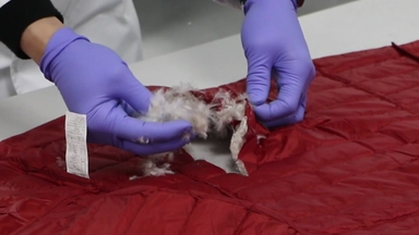 믿었던 구스다운의 '배신'...거위털이라더니 오리털이