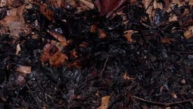 국회 외곽 담장에 방화 추정 불...20대 남성 체포