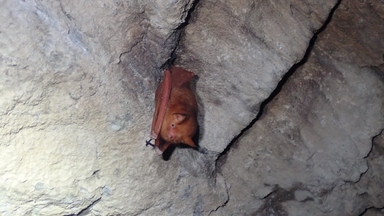 울진 왕피천에 멸종위기 박쥐 2종 서식 첫 확인