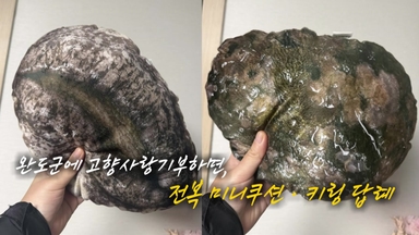 완도에 기부하고 받은 '전복 쿠션' 화제 [앵커리포트]