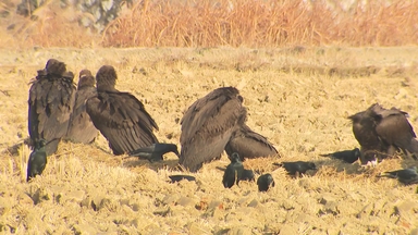 3천㎞ 날아온 '진객'...올해도 고성 찾은 독수리 떼