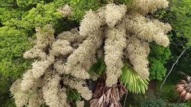 80년 만에 활짝...'일생에 한 번' 꽃피는 야자수