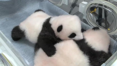 54년 만에 일본에서 사라지는 '판다'...1분 보려고 '장사진'