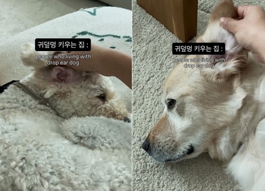 귀 뒤집는 게 일상?…반려인들 폭풍 공감 부른 '귀덮멍' 영상