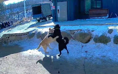"개들도 연애합니다"…산골 반려견 커플의 '달달' 러브스토리
